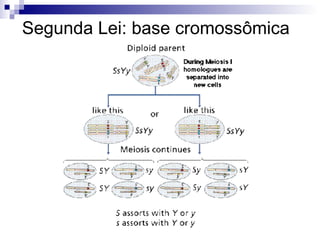 Segunda Lei: base cromossômica 