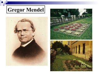 Gregor Mendel 