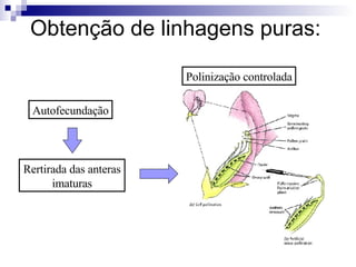 Obtenção de linhagens puras: Autofecundação Rertirada das anteras imaturas Polinização controlada 