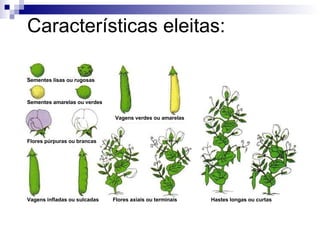 Características eleitas: Sementes lisas ou rugosas Sementes amarelas ou verdes Flores púrpuras ou brancas Vagens infladas ou sulcadas Vagens verdes ou amarelas Flores axiais ou terminais Hastes longas ou curtas 