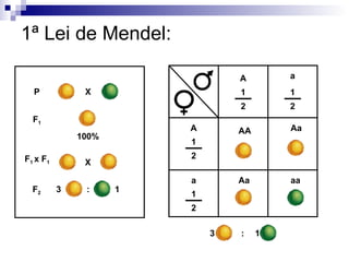 1 ª Lei de Mendel: X 100% P F 1 X F 1  x F 1 3 1 : F 2 A A a a AA Aa Aa aa 1 2 1 2 1 2 1 2 3 1 : 