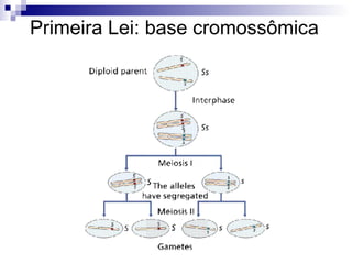 Primeira Lei: base cromossômica 