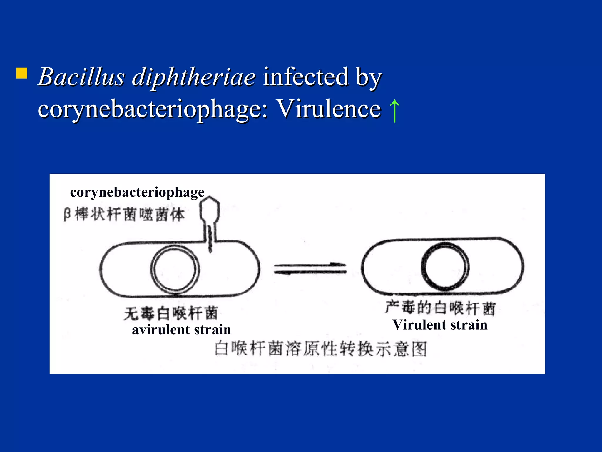 3 heredity and variation of bacteria | PPT
