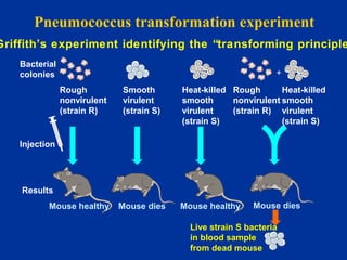 Pneumococcus Transformation 3 heredity and variation of bacteria | PPT