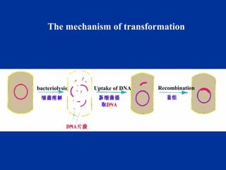 3 heredity and variation of bacteria | PPT