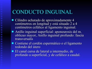CONDUCTO INGUINAL Cilindro achatado de aproximadamente 4 centímetros en longitud y está situado 2 a 4 centímetros cefálico al ligamento inguinal. Anillo inguinal superficial: aponeurosis del m. oblicuo mayor, Anillo inguinal profundo: fascia transversalis Contiene el cordón espermático o el ligamento redondo del útero  El canal cursa de lateral a intermedio, de profundo a superficial, y de cefálico a caudal.  
