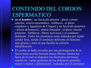 CONTENIDO DEL CORDON ESPERMATICO en el hombre :  un fascículo anterior : plexo venoso anterior, arteria espermática , linfáticos , el plexo simpático y ligamento de Cloquet y un fascículo posterior : arteria deferencial , arteria funicular , el plexo venoso posterior , linfáticos , filetes nerviosos y el conducto deferente .Todos los elementos están rodeados por tejido celular laxo, siendo el conducto deferente el elemento más grueso y duro lo que facilita su correcta identificación. El cordón se halla envuelto por una prolongación de la fascia transversalis llamada túnica fibrosa interna por fuera de la cual se disponen los elementos nerviosos sensitivos : ramas genitales de los ábdomino genitales mayor y menor y génitocrural , rodeadas por el cremáster 