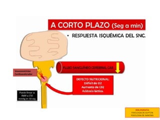 Vasoconstrictor
Cardioacelerador
 