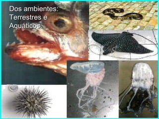 Dos ambientes:
Terrestres e
Aquáticos.

 