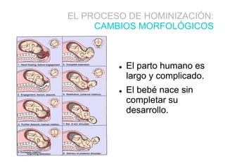  El parto humano es
largo y complicado.
 El bebé nace sin
completar su
desarrollo.
EL PROCESO DE HOMINIZACIÓN:
CAMBIOS MORFOLÓGICOS
 