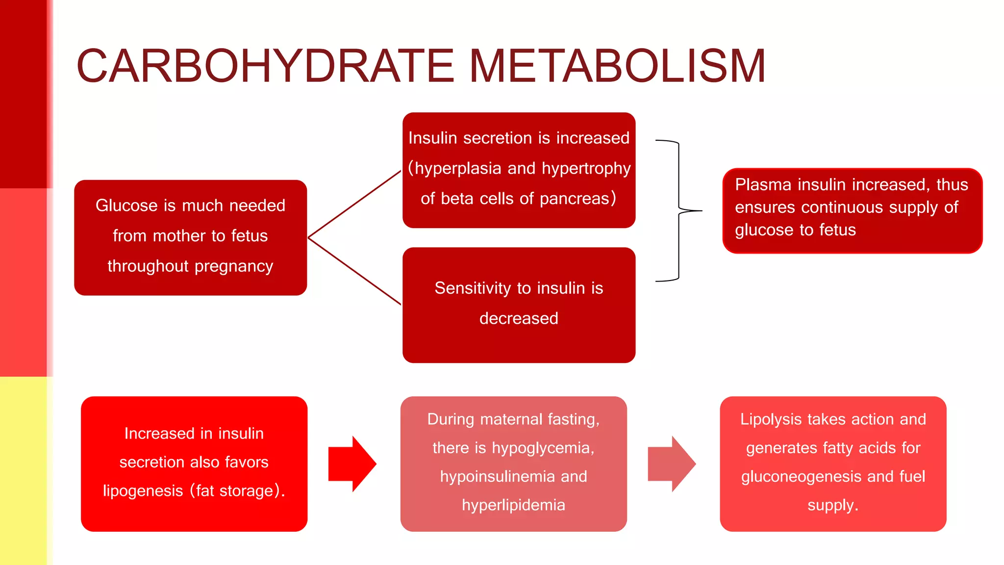 3 hormonal and metabolic changes during pregnancy | PPTX