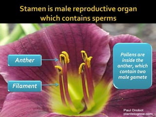 Pollens are
Anther       inside the
           anther, which
            contain two
           male gamete
Filament
 