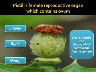 Stigma

         Ovule is inside
               the
Style     Ovary, which
           contain one
         female gamete

Ovary
 