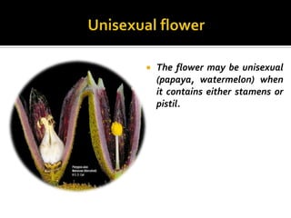    The flower may be unisexual
    (papaya, watermelon) when
    it contains either stamens or
    pistil.
 