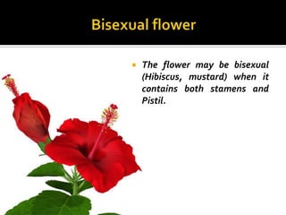    The flower may be bisexual
    (Hibiscus, mustard) when it
    contains both stamens and
    Pistil.
 
