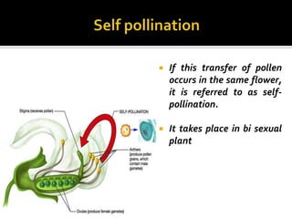    If this transfer of pollen
    occurs in the same flower,
    it is referred to as self-
    pollination.

   It takes place in bi sexual
    plant
 