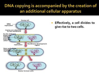    Effectively, a cell divides to
    give rise to two cells.
 