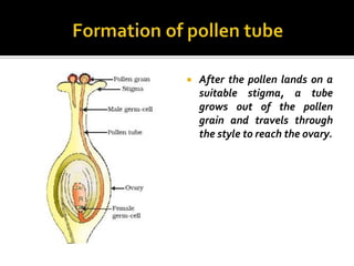    After the pollen lands on a
    suitable stigma, a tube
    grows out of the pollen
    grain and travels through
    the style to reach the ovary.
 