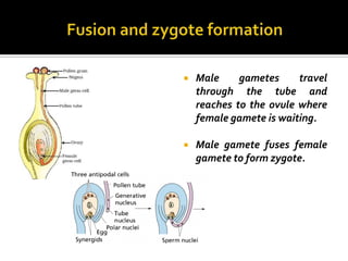    Male     gametes     travel
    through the tube and
    reaches to the ovule where
    female gamete is waiting.

   Male gamete fuses female
    gamete to form zygote.
 