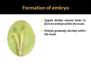    Zygote divides several times to
    form an embryo within the ovule.

   Embryo gradually develop within
    the ovule.
 