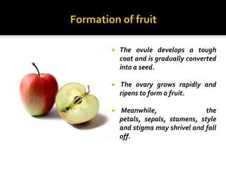    The ovule develops a tough
    coat and is gradually converted
    into a seed.

   The ovary grows rapidly and
    ripens to form a fruit.

   Meanwhile,                 the
    petals, sepals, stamens, style
    and stigma may shrivel and fall
    off.
 