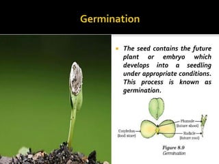    The seed contains the future
    plant or embryo which
    develops into a seedling
    under appropriate conditions.
    This process is known as
    germination.
 