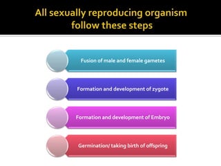 Fusion of male and female gametes




Formation and development of zygote




Formation and development of Embryo




Germination/ taking birth of offspring
 