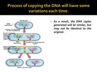    As a result, the DNA copies
    generated will be similar, but
    may not be identical to the
    original.
 