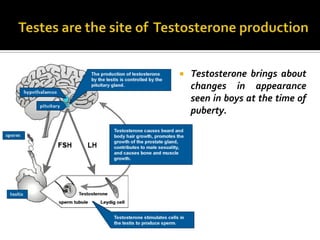    Testosterone brings about
    changes in appearance
    seen in boys at the time of
    puberty.
 