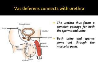    The urethra thus forms a
    common passage for both
    the sperms and urine.

   Both urine and sperms
    come out through the
    muscular penis.
 