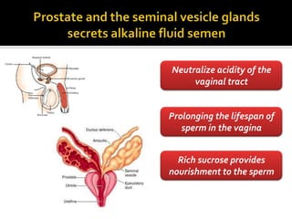 Neutralize acidity of the
     vaginal tract


Prolonging the lifespan of
   sperm in the vagina


  Rich sucrose provides
nourishment to the sperm
 