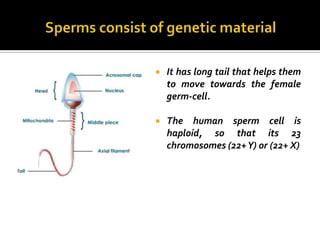   It has long tail that helps them
    to move towards the female
    germ-cell.

   The human sperm cell is
    haploid, so that its 23
    chromosomes (22+ Y) or (22+ X)
 