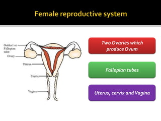 Two Ovaries which
     produce Ovum



     Fallopian tubes



Uterus, cervix and Vagina
 
