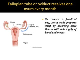    To receive a fertilized
    egg, uterus walls prepares
    itself by becoming more
    thicker with rich supply of
    blood and mucus.
 