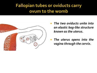    The two oviducts unite into
    an elastic bag-like structure
    known as the uterus.

   The uterus opens into the
    vagina through the cervix.
 
