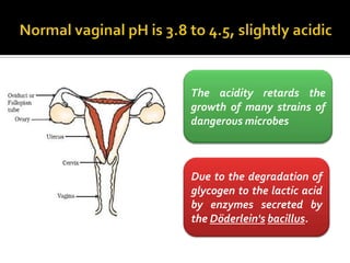 The acidity retards the
growth of many strains of
dangerous microbes



Due to the degradation of
glycogen to the lactic acid
by enzymes secreted by
the Döderlein's bacillus.
 