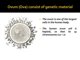    The ovum is one of the largest
    cells in the human body.

   The human ovum         cell is
    haploid, so that       its 23
    chromosomes (22 + x)
 