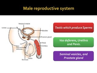 Testis which produce Sperms



   Vas deferens, Urethra
        and Penis.


   Seminal vesicles, and
     Prostate gland
 