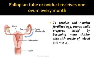    To receive and nourish
    fertilized egg, uterus walls
    prepares       itself    by
    becoming more thicker
    with rich supply of blood
    and mucus.
 