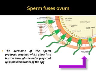    The acrosome of the sperm
    produces enzymes which allow it to
    burrow through the outer jelly coat
    (plasma membrane) of the egg.
 