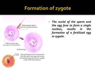    The nuclei of the sperm and
    the egg fuse to form a single
    nucleus, results in the
    formation of a fertilized egg
    or zygote.
 