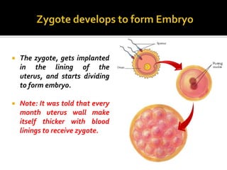    The zygote, gets implanted
    in the lining of the
    uterus, and starts dividing
    to form embryo.

   Note: It was told that every
    month uterus wall make
    itself thicker with blood
    linings to receive zygote.
 