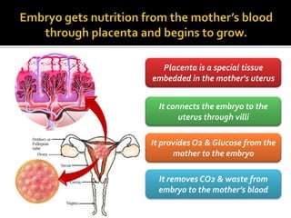 Placenta is a special tissue
embedded in the mother's uterus


  It connects the embryo to the
        uterus through villi

It provides O2 & Glucose from the
      mother to the embryo

 It removes CO2 & waste from
 embryo to the mother’s blood
 