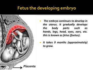     The embryo continues to develop in
               the uterus. It gradually develops
               the      body    parts     such  as
               hands, legs, head, eyes, ears, etc.
               this is known as fetus (foetus).

              It takes 9 months (approximately)
               to grow.




Placenta
 