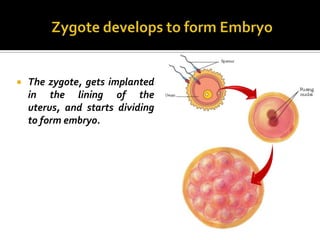    The zygote, gets implanted
    in the lining of the
    uterus, and starts dividing
    to form embryo.
 