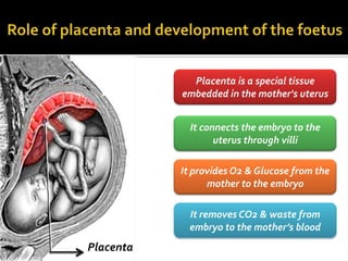 Placenta is a special tissue
           embedded in the mother's uterus


             It connects the embryo to the
                   uterus through villi

           It provides O2 & Glucose from the
                 mother to the embryo

            It removes CO2 & waste from
            embryo to the mother’s blood
Placenta
 