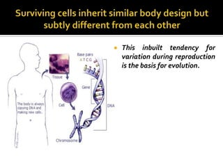    This inbuilt tendency for
    variation during reproduction
    is the basis for evolution.
 
