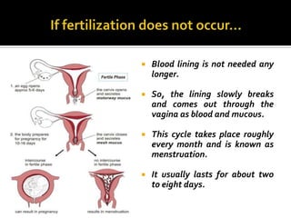    Blood lining is not needed any
    longer.

   So, the lining slowly breaks
    and comes out through the
    vagina as blood and mucous.

   This cycle takes place roughly
    every month and is known as
    menstruation.

   It usually lasts for about two
    to eight days.
 
