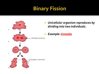    Unicellular organism reproduces by
    dividing into two individuals.

   Example: Amoeba
 