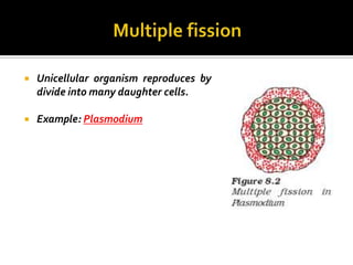    Unicellular organism reproduces by
    divide into many daughter cells.

   Example: Plasmodium
 